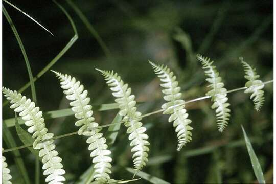 Imagem de Parathelypteris noveboracensis (L.) Ching