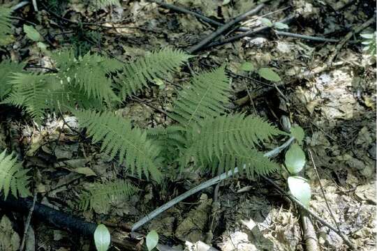 Parathelypteris noveboracensis (L.) Ching的圖片