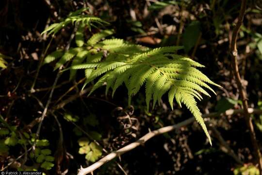 Image of Ovate Marsh Fern