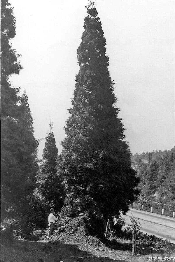 Image of Canoe Cedar