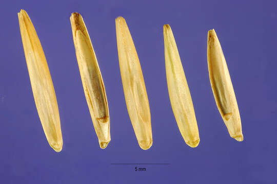 صورة Thinopyrum elongatum (Host) D. R. Dewey