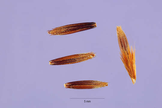 Themeda quadrivalvis (L.) Kuntze resmi