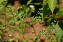 Image de Thalictrum revolutum DC.