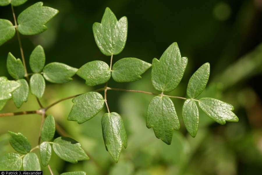 Image de Thalictrum revolutum DC.