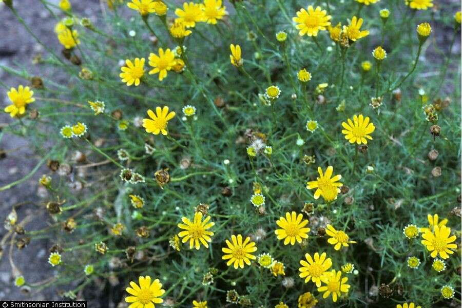 Image of bristleleaf pricklyleaf