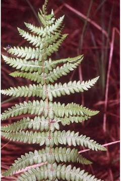 Imagem de Parathelypteris noveboracensis (L.) Ching