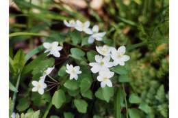 Image de Thalictrum thalictroides (L.) A. J. Eames & B. Boiv.