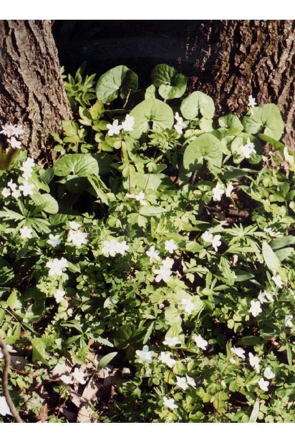 Image de Thalictrum thalictroides (L.) A. J. Eames & B. Boiv.