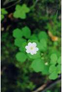 Image of Rue-Anemone