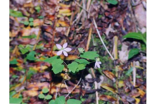 Image of Rue-Anemone