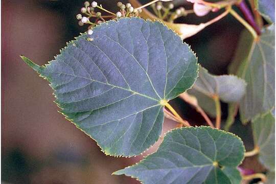 Image of American Basswood