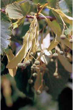 Image of American Basswood