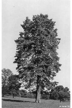 Image of American Basswood