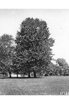 Image of American Basswood