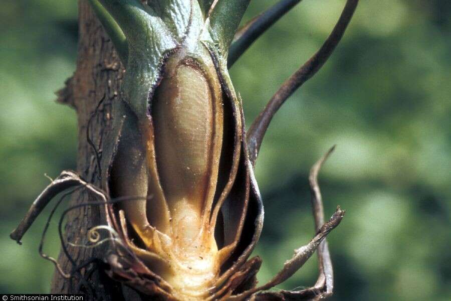 Image of bulbous airplant