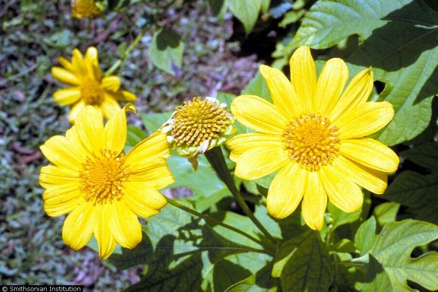 صورة Tithonia diversifolia (Hemsl.) A. Gray