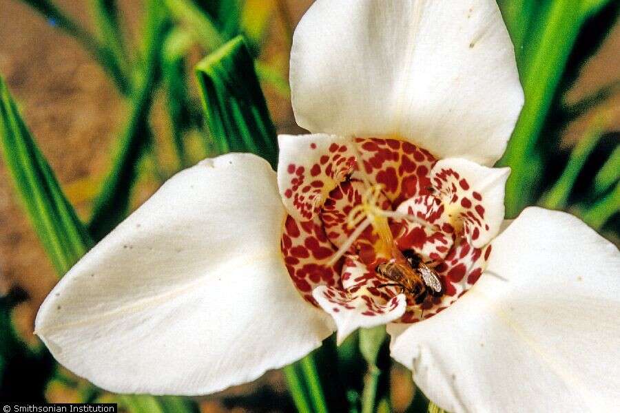 Image of Mexican Shellflower