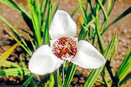 Image of Mexican Shellflower