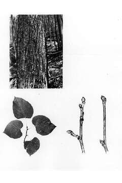 Image of American basswood