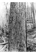 Image of American basswood