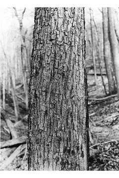 Image of American basswood