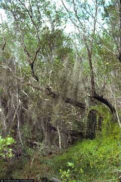 Image of Airplants