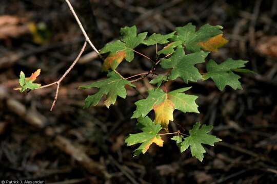 Imagem de Acer grandidentatum Nutt. ex Torr. & Gray