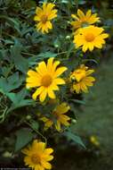 صورة Tithonia rotundifolia (P. Mill.) Blake