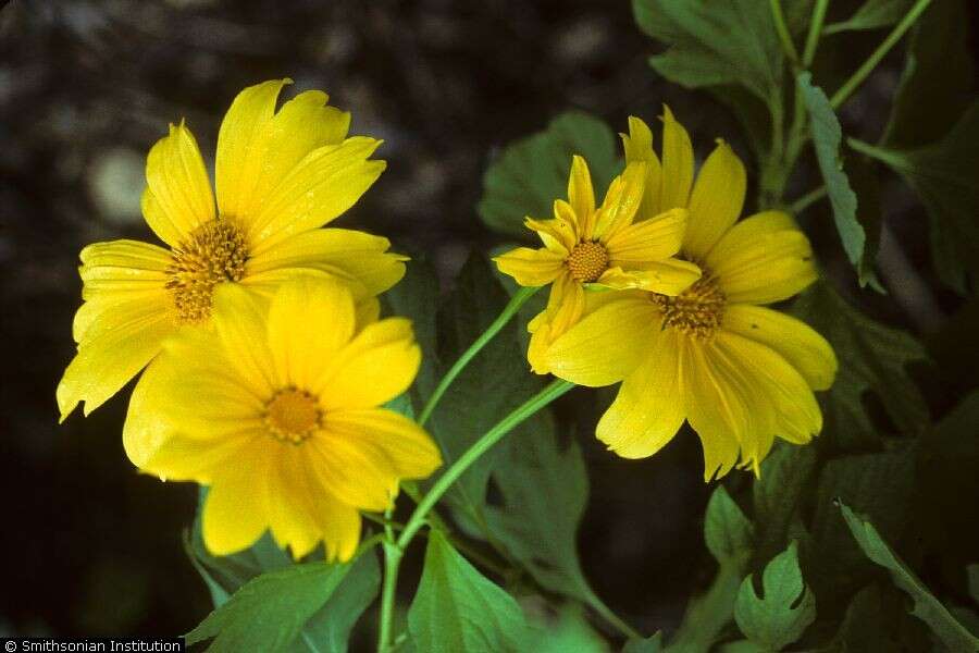 صورة Tithonia rotundifolia (P. Mill.) Blake