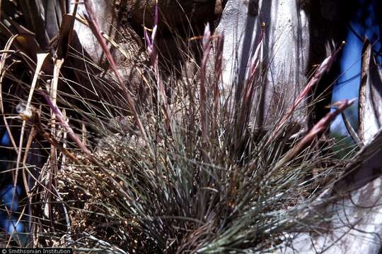 Image of narrowleaf airplant