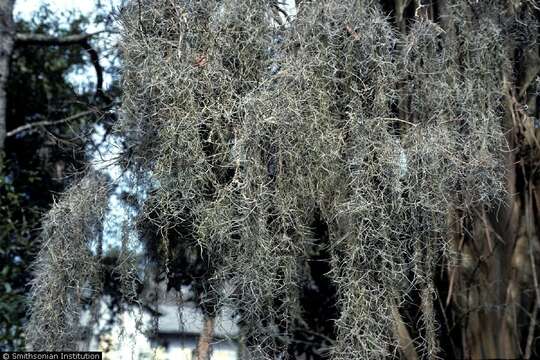 Image of Spanish moss