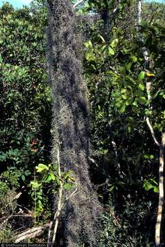 Image of Spanish moss