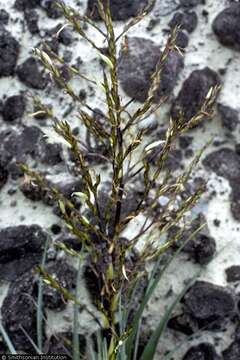 Image of spreading airplant