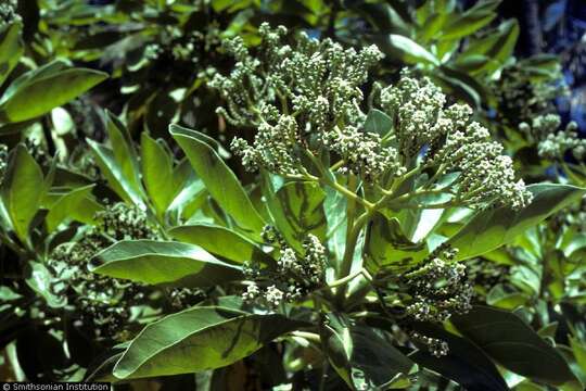 Image of Velvet-Leaf Soldierbush