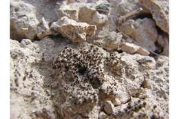 Image of tortula moss