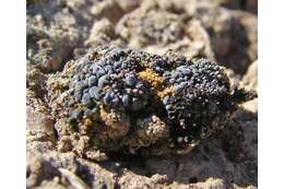 Image of bruised lichen