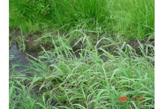 Imagem de Torreyochloa pallida var. pauciflora (J. Presl) J. I. Davis