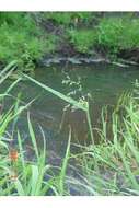 Imagem de Torreyochloa pallida var. pauciflora (J. Presl) J. I. Davis