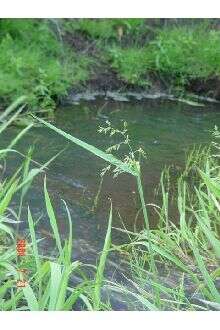 Imagem de Torreyochloa pallida var. pauciflora (J. Presl) J. I. Davis