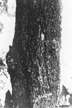 Image of Canyon Maple