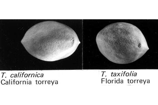 Torreya resmi