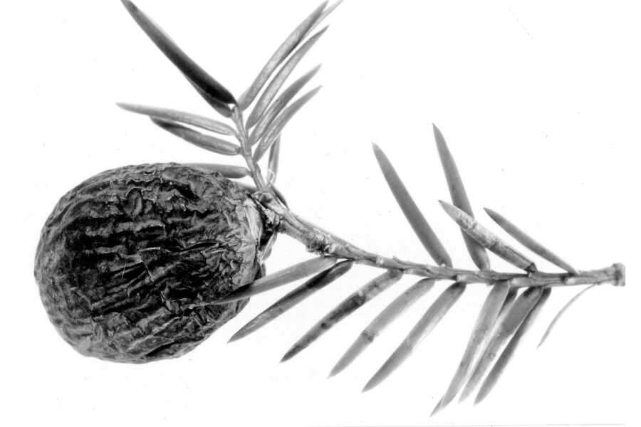 Torreya taxifolia Arn. resmi