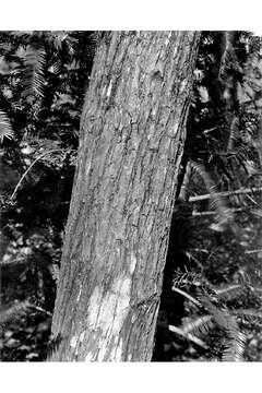 Image of Florida Nutmeg Tree