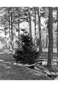 Image of Florida Nutmeg Tree