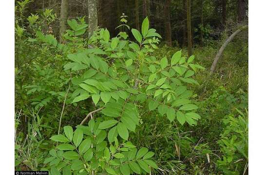 Image of poison sumac