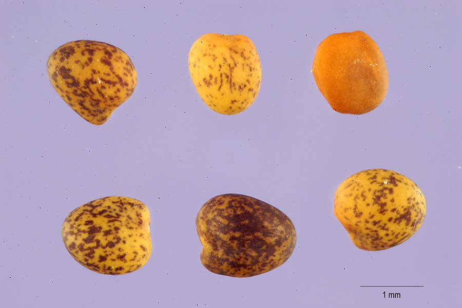 Image of African clover