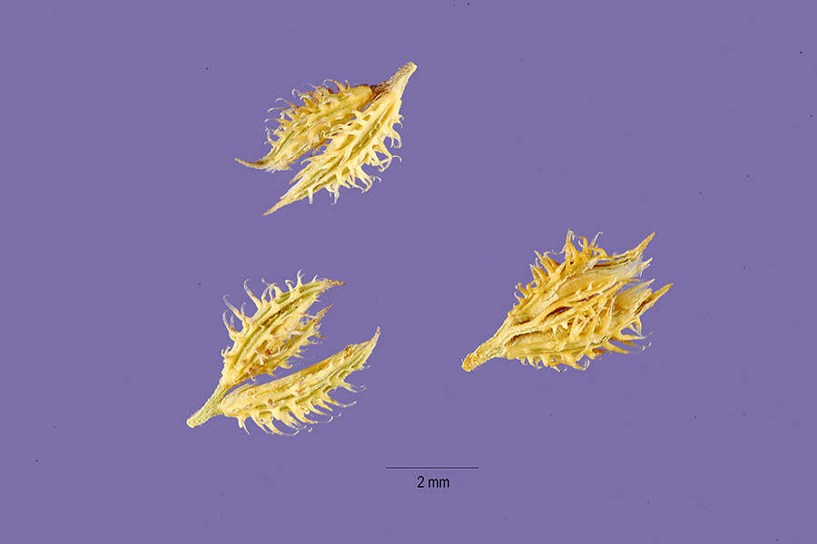 Image of Carrot seed grass