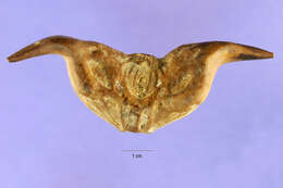 Image of horn nut