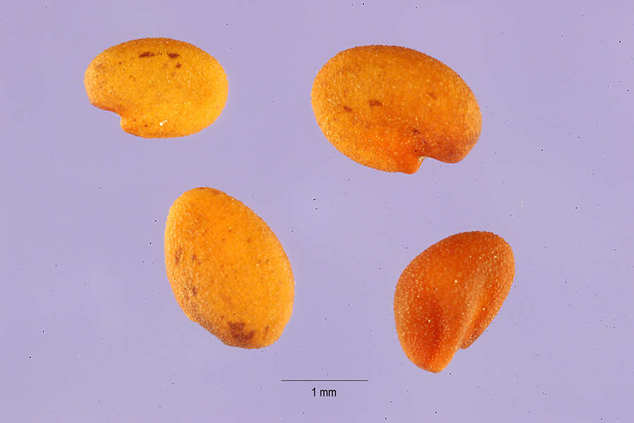 Plancia ëd Trigonella caerulea (L.) Ser.