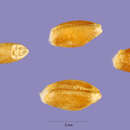 Image of Persian wheat